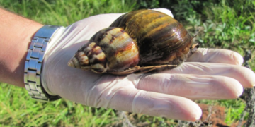 Hay temor en Misiones tras la aparición de nuevos ejemplares del caracol gigante africano