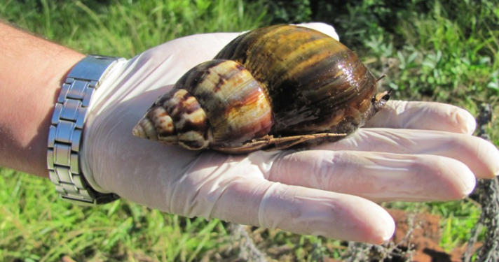 Hay temor en Misiones tras la aparición de nuevos ejemplares del caracol gigante africano