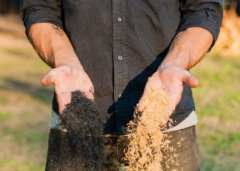 Asados más sustentables: En Corrientes desarrollaron un carbón ecológico a partir de cascarillas de arroz