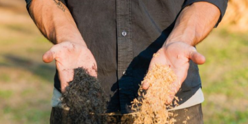 Asados más sustentables: En Corrientes desarrollaron un carbón ecológico a partir de cascarillas de arroz