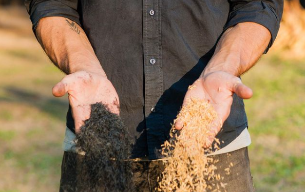 Asados más sustentables: En Corrientes desarrollaron un carbón ecológico a partir de cascarillas de arroz