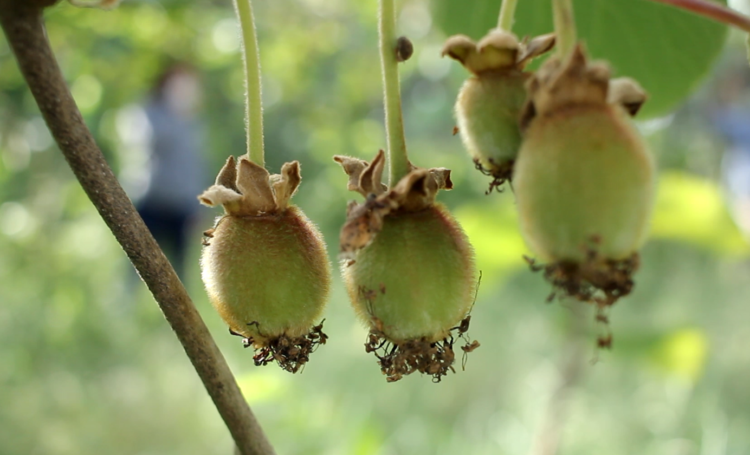 Alejandra Yommi, del INTA, revela los secretos del kiwi en el área de Mar del Plata, la nueva gran zona productora de esa fruta
