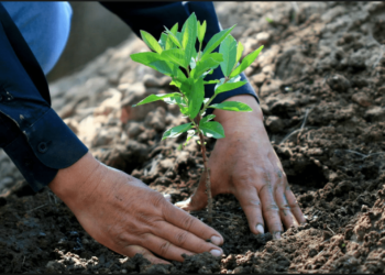 Iniciativa de la Sociedad Rural de Jesús María: Con 200 pesos podes ayudar a reforestar las zonas incendiadas durante 2020