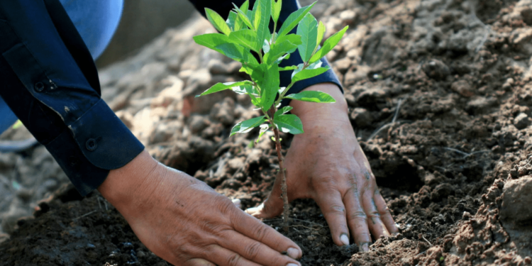 Iniciativa de la Sociedad Rural de Jesús María: Con 200 pesos podes ayudar a reforestar las zonas incendiadas durante 2020