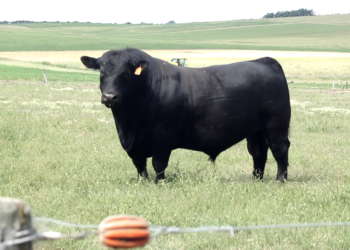 Fabricar un Gran Campeón: Conozcan la historia de “Heredero”, el Messi de los toros de Palermo