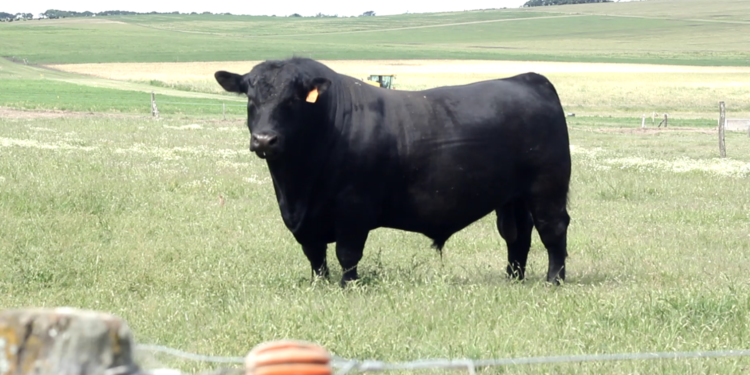 Fabricar un Gran Campeón: Conozcan la historia de “Heredero”, el Messi de los toros de Palermo
