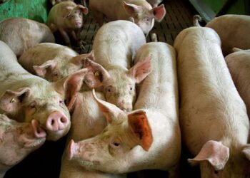 EE.UU. aprueba el primer animal modificado genéticamente para consumo humano: un cerdo transgénico