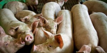 EE.UU. aprueba el primer animal modificado genéticamente para consumo humano: un cerdo transgénico
