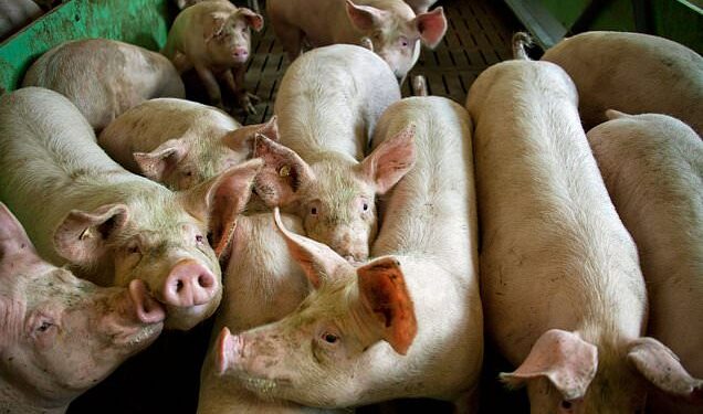 EE.UU. aprueba el primer animal modificado genéticamente para consumo humano: un cerdo transgénico