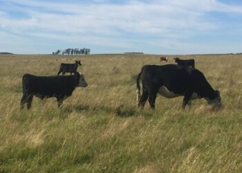 En el último lustro el optimismo de los criadores se desinfló por falta de incentivos y complicaciones climáticas