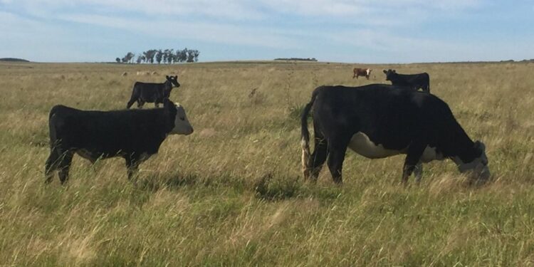 En el último lustro el optimismo de los criadores se desinfló por falta de incentivos y complicaciones climáticas