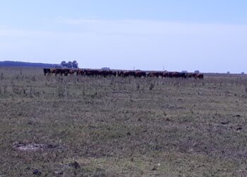 Se declaró la emergencia agropecuaria por sequía para Mendoza hasta marzo de 2022