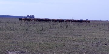 Se declaró la emergencia agropecuaria por sequía para Mendoza hasta marzo de 2022
