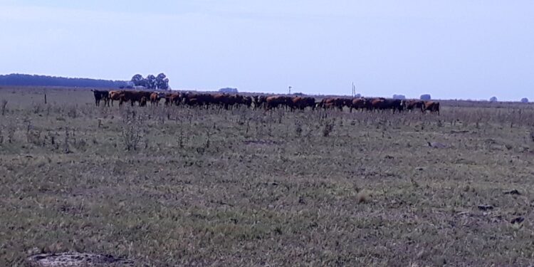 Se declaró la emergencia agropecuaria por sequía para Mendoza hasta marzo de 2022