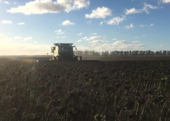 Déjà vu kirchnerista: Vuelve el fideicomiso para subsidiar el precio interno del aceite de girasol