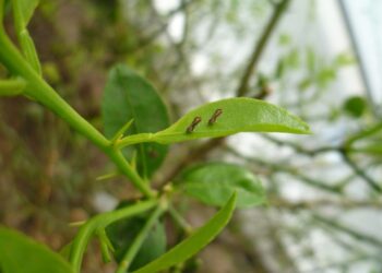 El Senasa actualizó la sectorización oficial de la distribución territorial de la plaga HLB