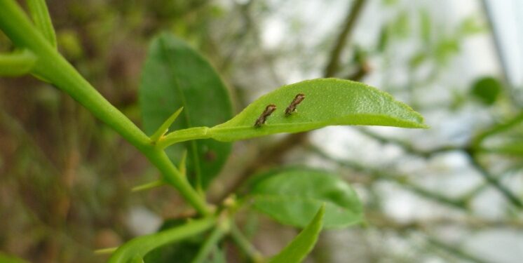 El Senasa actualizó la sectorización oficial de la distribución territorial de la plaga HLB