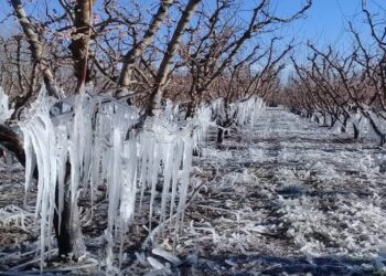 Se declaró la emergencia agropecuaria por heladas para Mendoza hasta marzo de 2022