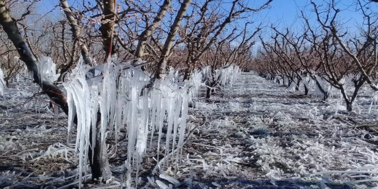 Se declaró la emergencia agropecuaria por heladas para Mendoza hasta marzo de 2022