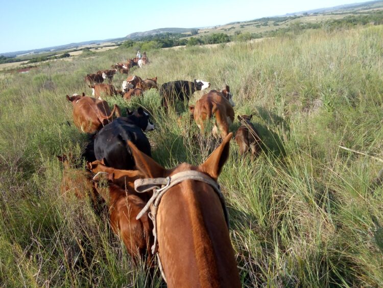 Elizabeth vive en un campo de Uruguay y se siente dichosa: “Estoy orgullosa de haber roto con el prejuicio de que criar un hijo en el campo es coartarlo”