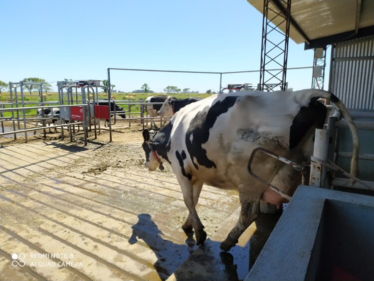 Oscar Chapado conoció todos los sistemas de ordeñe: Pasó del banquito atado a la cintura a montar el segundo tambo robotizado de la Argentina