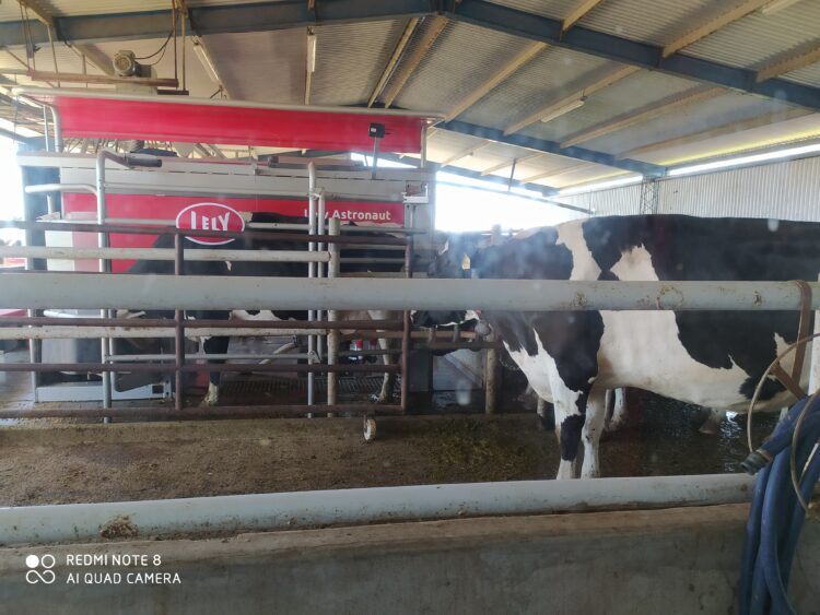 Oscar Chapado conoció todos los sistemas de ordeñe: Pasó del banquito atado a la cintura a montar el segundo tambo robotizado de la Argentina