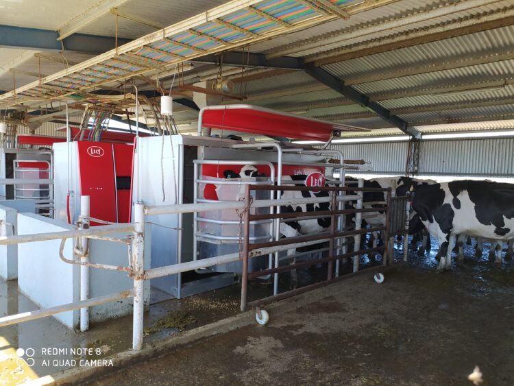 Oscar Chapado conoció todos los sistemas de ordeñe: Pasó del banquito atado a la cintura a montar el segundo tambo robotizado de la Argentina