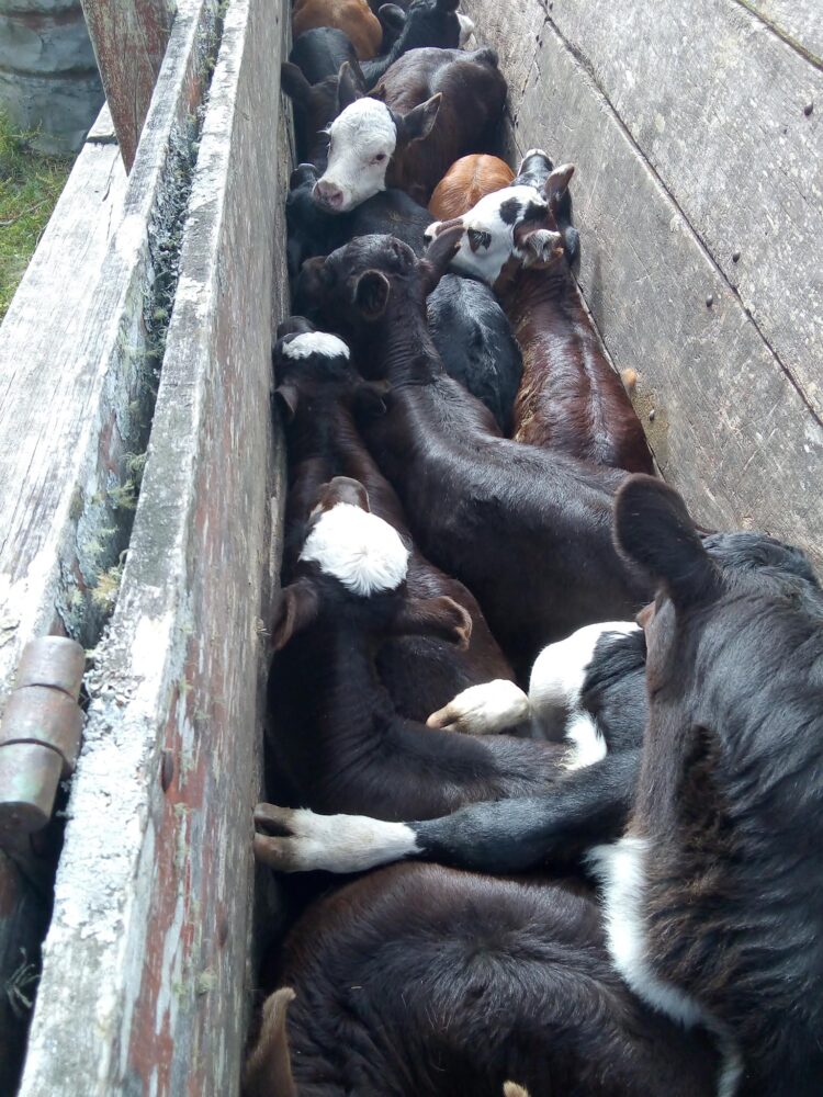 Elizabeth vive en un campo de Uruguay y se siente dichosa: “Estoy orgullosa de haber roto con el prejuicio de que criar un hijo en el campo es coartarlo”