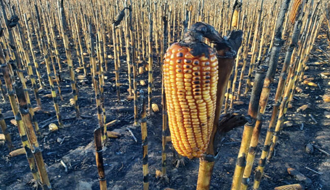 La Comisión de Enlace alerta que el proyecto kirchnerista sobre incendios en campos confunde víctimas con victimarios