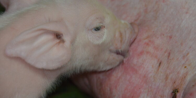 Productores porcinos satisfechos con los precios actuales del capón: “Permiten que en el sector haya rentabilidad”, asegura Juan Uccelli