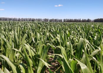 Alerta comercial: en algunas zonas productivas el maíz temprano podría llegar a tener un nivel de oferta bajísimo