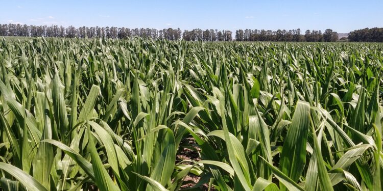 Alerta comercial: en algunas zonas productivas el maíz temprano podría llegar a tener un nivel de oferta bajísimo