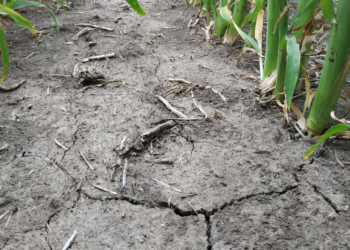 CRA, Maizar y Carbap rechazaron la intervención del mercado de maíz: “Esta situación llevará indefectiblemente a mayores precios para los consumidores y menos trabajo”