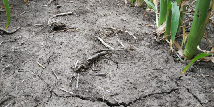 CRA, Maizar y Carbap rechazaron la intervención del mercado de maíz: “Esta situación llevará indefectiblemente a mayores precios para los consumidores y menos trabajo”