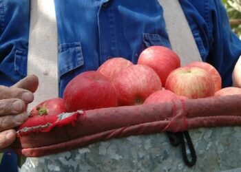 Plan Canje Interprovincial de Frutas y Hortalizas: Una alternativa para que los productores de peras y manzanas eviten vender a pérdida
