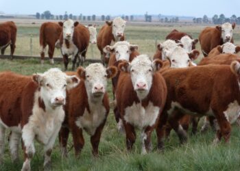 Tamberos y ganaderos ya disfrutan de la línea preferencial con tasas del 30%: agricultores abstenerse