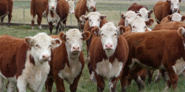 Tamberos y ganaderos ya disfrutan de la línea preferencial con tasas del 30%: agricultores abstenerse