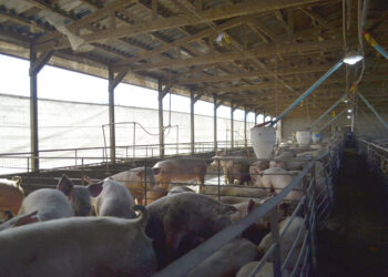 Crecimiento para todos: La cooperativa que creó una unidad porcina para valorizar los granos y darle cabida a los más pequeños