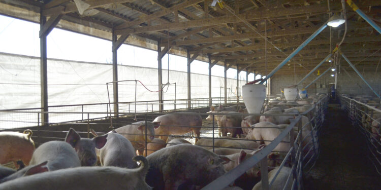 Crecimiento para todos: La cooperativa que creó una unidad porcina para valorizar los granos y darle cabida a los más pequeños