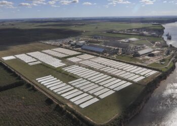 Argentina: en lo que va del año la liquidación de agrodivisas sumó más de 18.500 millones de dólares