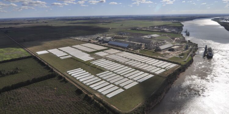 Argentina: en lo que va del año la liquidación de agrodivisas sumó más de 18.500 millones de dólares