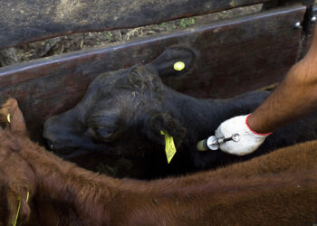 Aftosa: Senasa prorrogó hasta el 15 de diciembre la obligación de vacunar en zonas afectadas por sequía e incendios