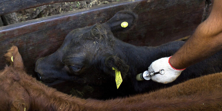 Aftosa: Senasa prorrogó hasta el 15 de diciembre la obligación de vacunar en zonas afectadas por sequía e incendios