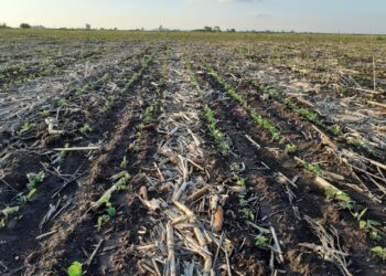 Buena noticia: se viene una nueva tanda de lluvias en las regiones productivas necesitadas de agua