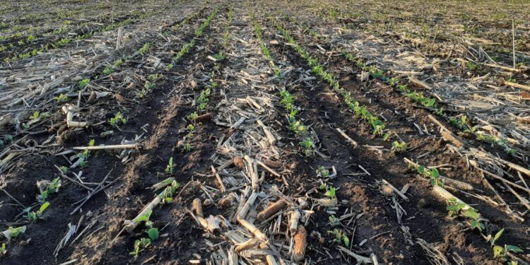 Buena noticia: se viene una nueva tanda de lluvias en las regiones productivas necesitadas de agua