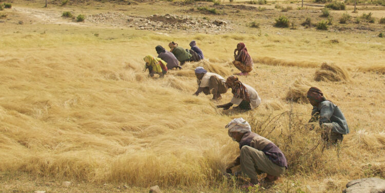 Sabores y saberes: Lorena y Viviana desarrollaron un crocante de teff, un cereal oriundo de Etiopía al que llaman “la nueva quinoa”