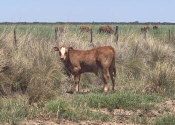 Vaca Viva: Proyectan que el sector ganadero volverá a registrar récords de producción y exportaciones en 2021
