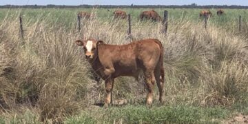 Vaca Viva: Proyectan que el sector ganadero volverá a registrar récords de producción y exportaciones en 2021