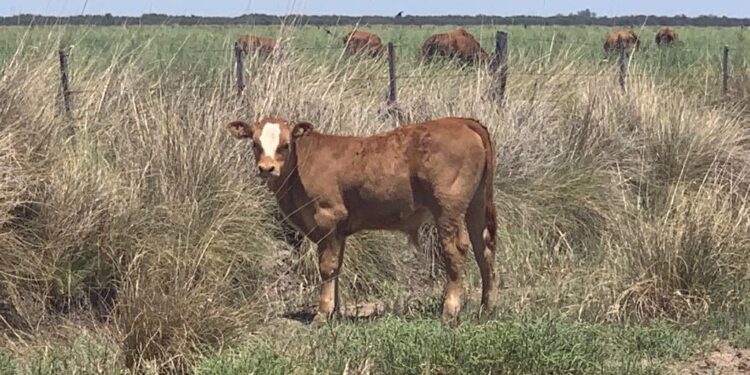 Vaca Viva: Proyectan que el sector ganadero volverá a registrar récords de producción y exportaciones en 2021