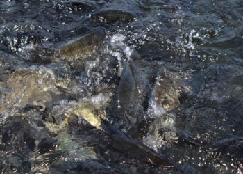 Bolsonaro sueña con usar los lagos de las represas para transformar granos en 3,9 millones de toneladas anuales de tilapia